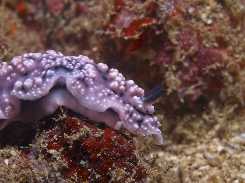 Wart slug, Canyons
